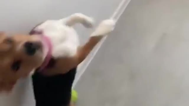 The Cutest Dogs on TikTok to Brighten up your Mood 🐶