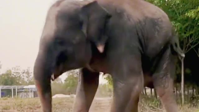 Elephants are so cute. Elephant songs turn sunny as soon as you appear