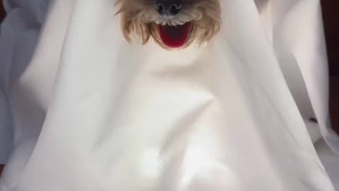 Dog Halloween cosplay #dog #cute #poddledog