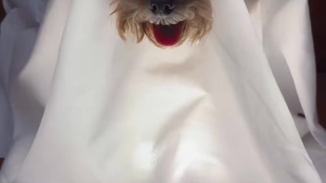 Dog Halloween cosplay #dog #cute #poddledog