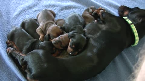 Dachshund - Cute 10 Day Old Puppies