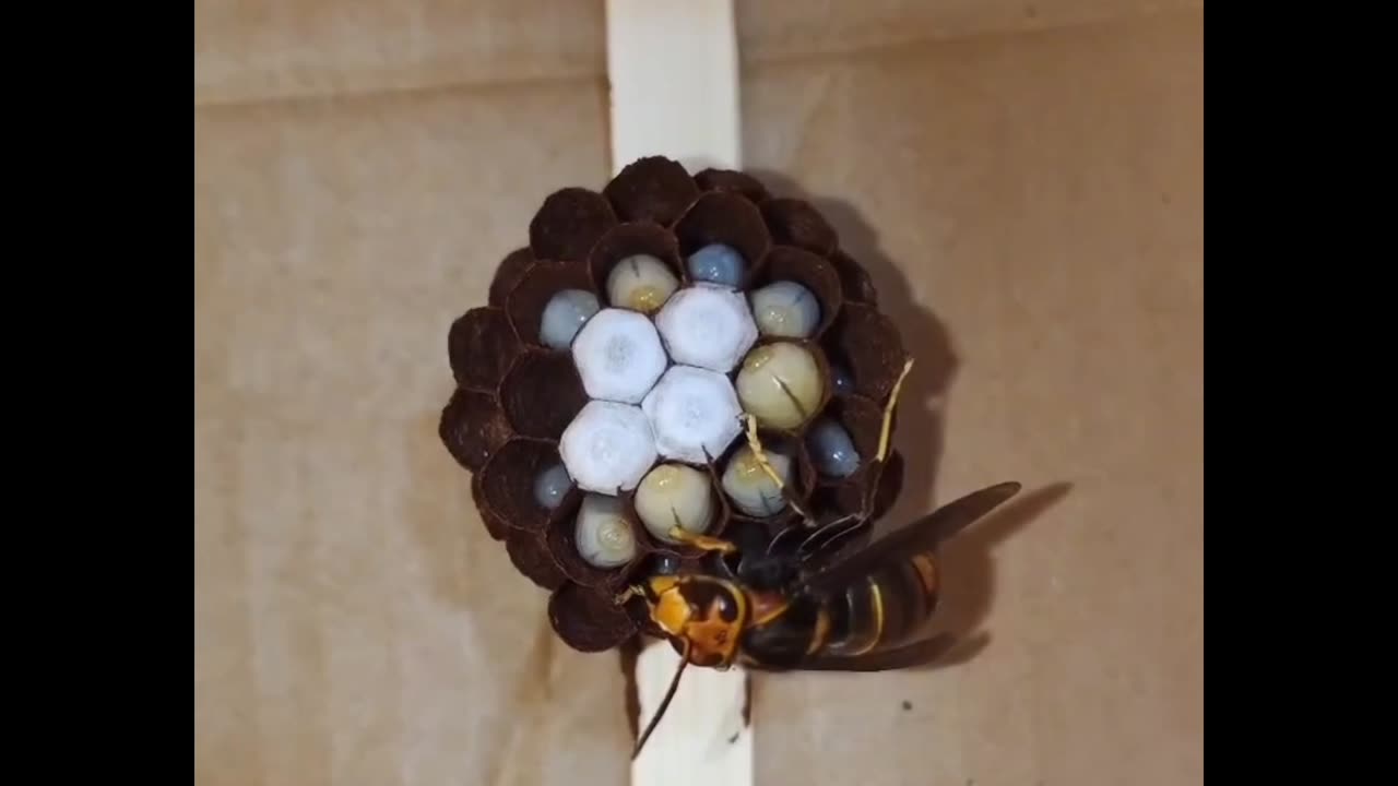 Process of Wasp building it's nest for over 50 days 🐝🐝