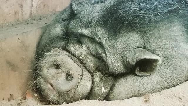 pot-bellied pig is startled by fart