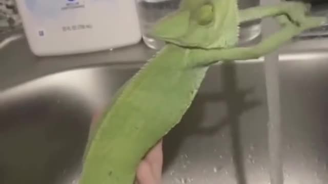 Chameleon funny