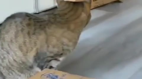 BABY CAT COMEDY