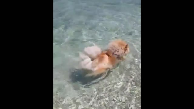 CHOW CHOW WATER WALK