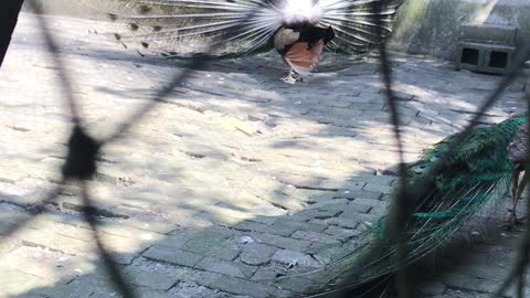 Peacock spread its tail