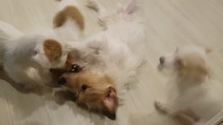 Jack Russell Father Meets His Puppies For The First Time