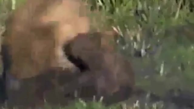 Two male lions patrolling the territory, hunting a spotted hyena together