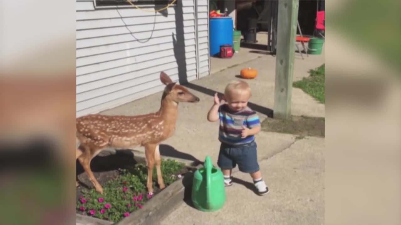 Little Boy Befriends a Baby Deer