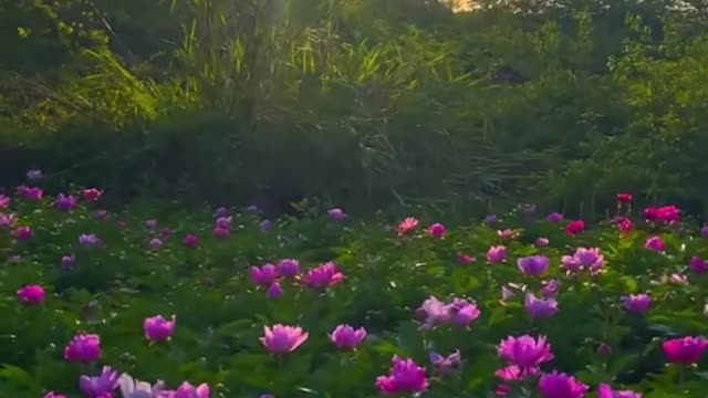 People who like flowers