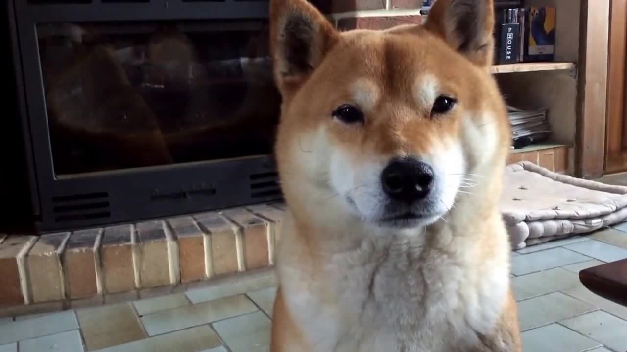 Shiba inu Lucky