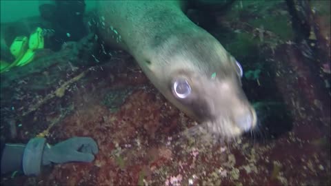 Diving with Sea Lions