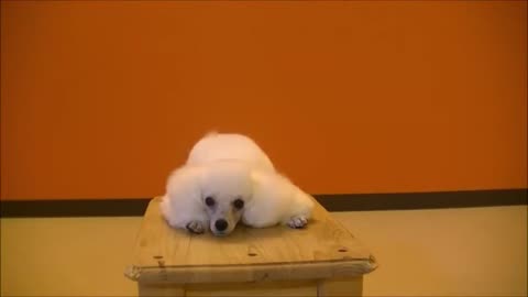 Dogs School Training