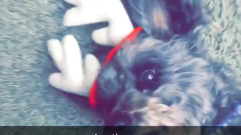 Music dog laying on carpet with reindeer antlers on