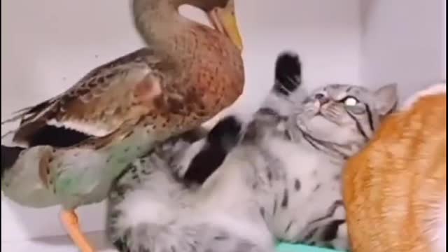 Funny cat video and fight animals