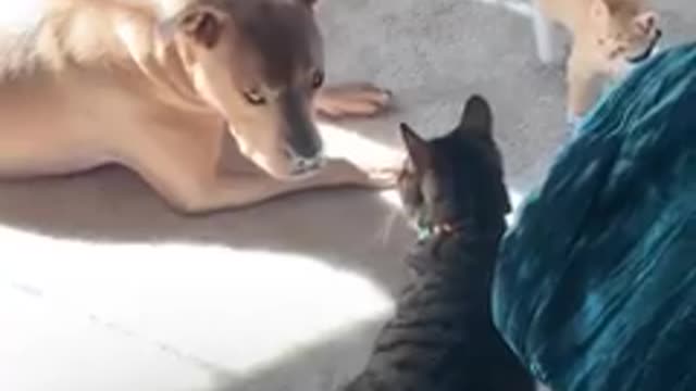 Tiny kitten meets his pittie brother — and curls up under his paw every night 😍