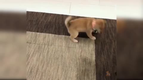 Funny dogs activity