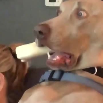 When watching scary movie Have you seen you dog like this?