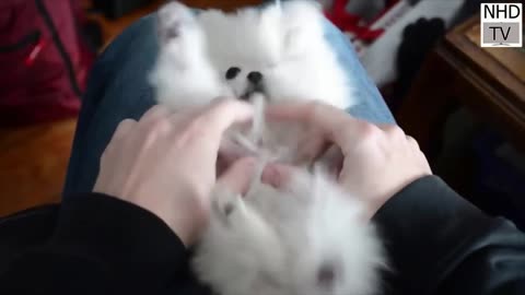 Funny cute dogs video