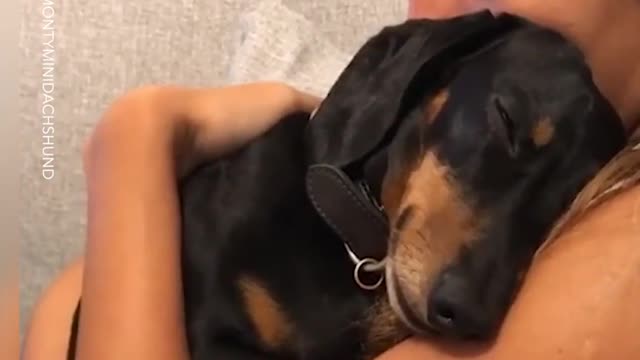 Rescue Dogs show their love