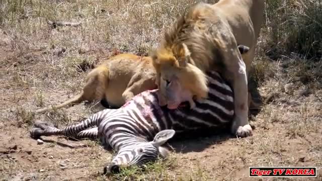 Please don't watch for the faint hearted / zebra eating live / documentary 2019