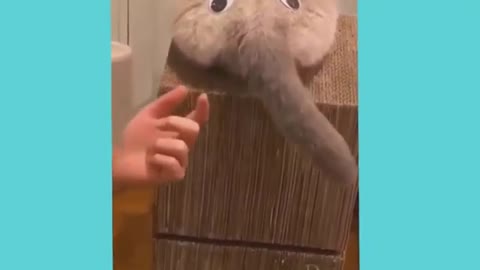 You will like this cat