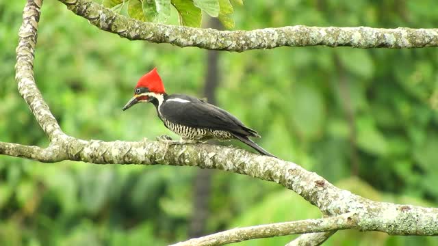 woodpecker on a tree