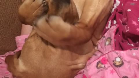 Brown dog trying to cover its face with paws