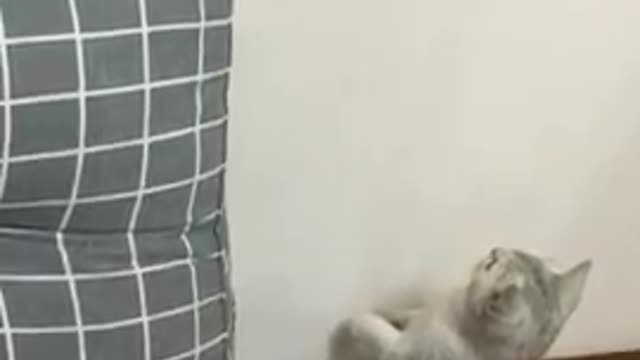 Funniest cats and dogs video 2022 | part 01 |