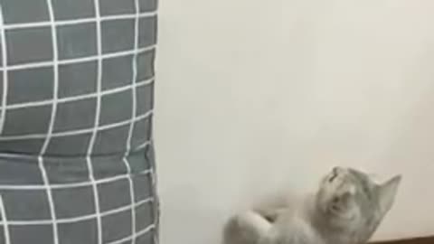 Funniest cats and dogs video 2022 | part 01 |