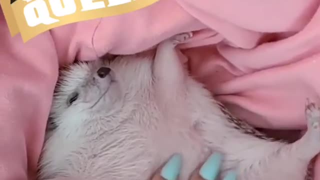 Hedgehog Bellyrubs (Part 5)