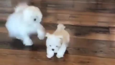 Daddy Dog playing with puppy