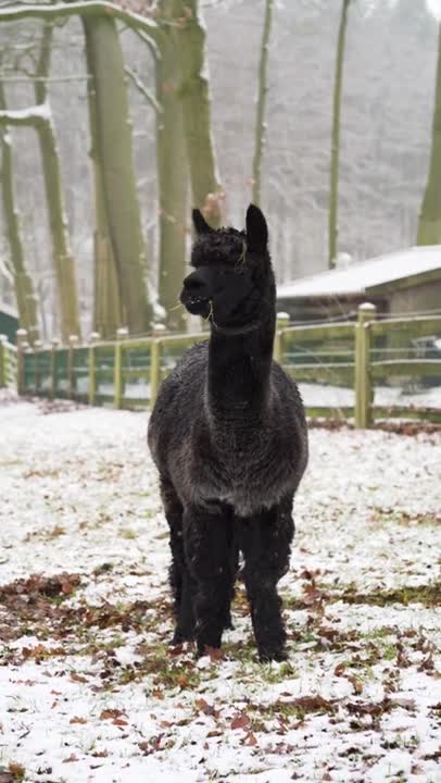 Black Alpaca Eating Grass