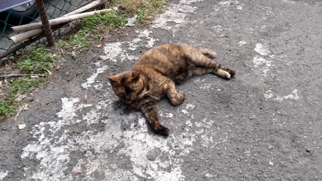 cute sleepy lazy cat