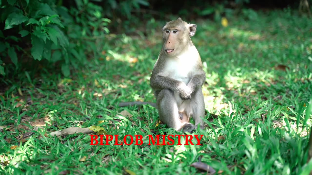 Monkey eating