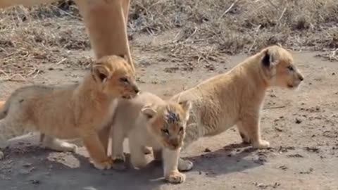 Lion and lion 🦁 cub 🦁 very nice family members 🦁👍