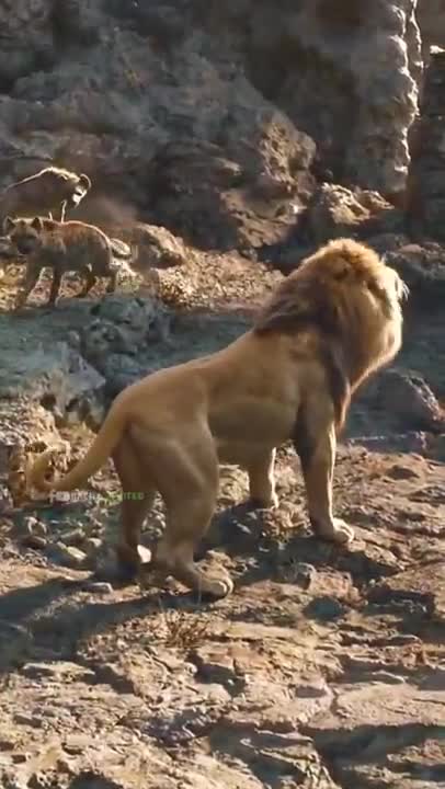 The Lion King 👑 | Simba Roared | WhatsApp Status | Full Screen HD#shorts #whatsapp