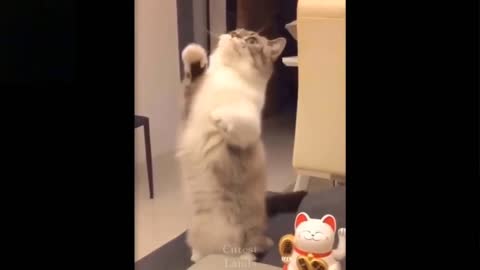 Funny Cat/ Imitating Hellokitty