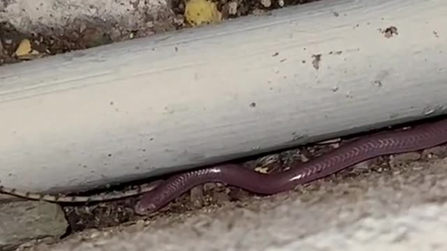 My dad and i found something