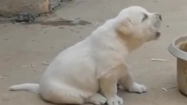 puppy imitating a cock crowing