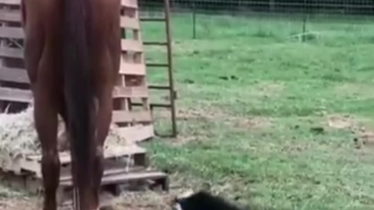 Funny Furry Friends Compilation 🐱 #funnyvideo"