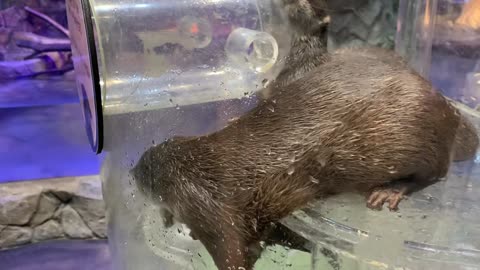 An otter that moves when you beckon