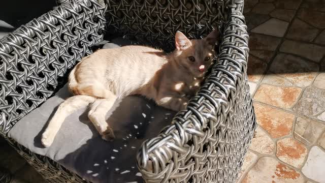 The cat rest in the armchair.