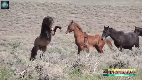 Wild Horses bloody Fighting!