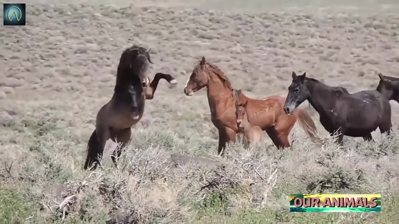 Wild Horses bloody Fighting!