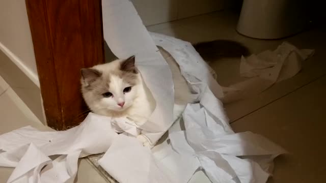 Crazy kitten fighting toilet paper | "QUEEN" (ragdoll)