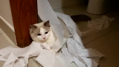 Crazy kitten fighting toilet paper | "QUEEN" (ragdoll)