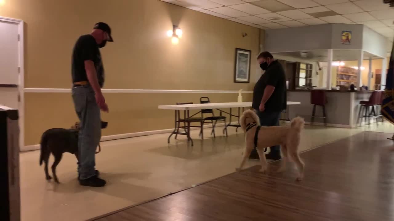 Doggy ka experience training