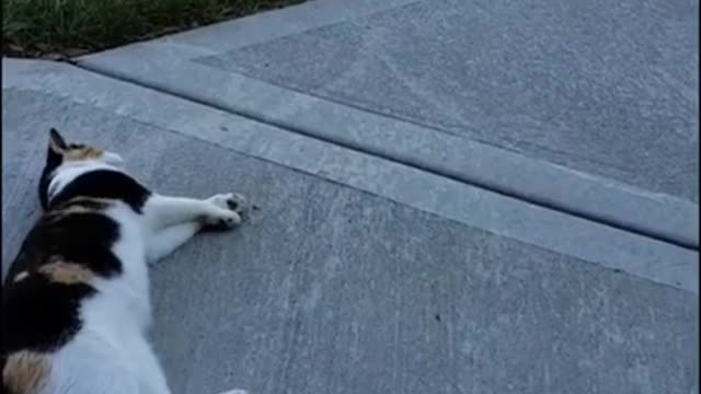 Funny Cat Cleaning Face # shorts